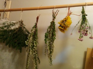 Finally all the plants are hanged up for drying and we turn off the light, in this dark and cold storage.